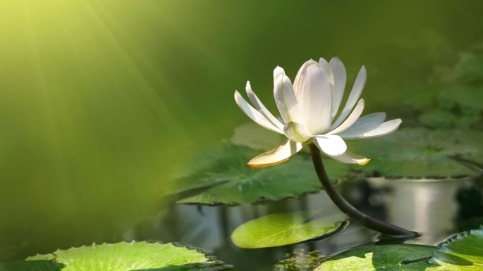 White-Lotus-Flower-Exposed-to-Sunlight-Wallpaper-1024x576